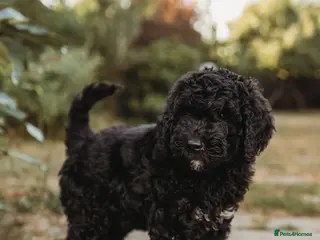 Australian Labradoodle dogs Australian labradoodle puppies Medium - Advert 3