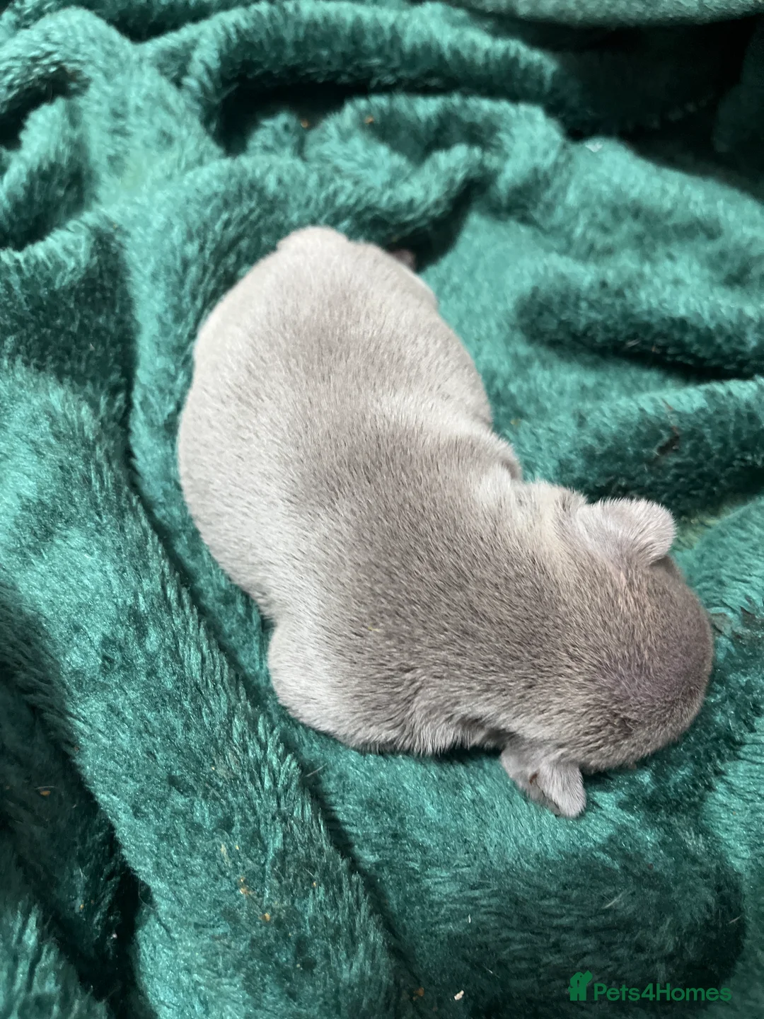 French Bulldog dogs for sale: Beautiful frenchie puppies - Advert 3