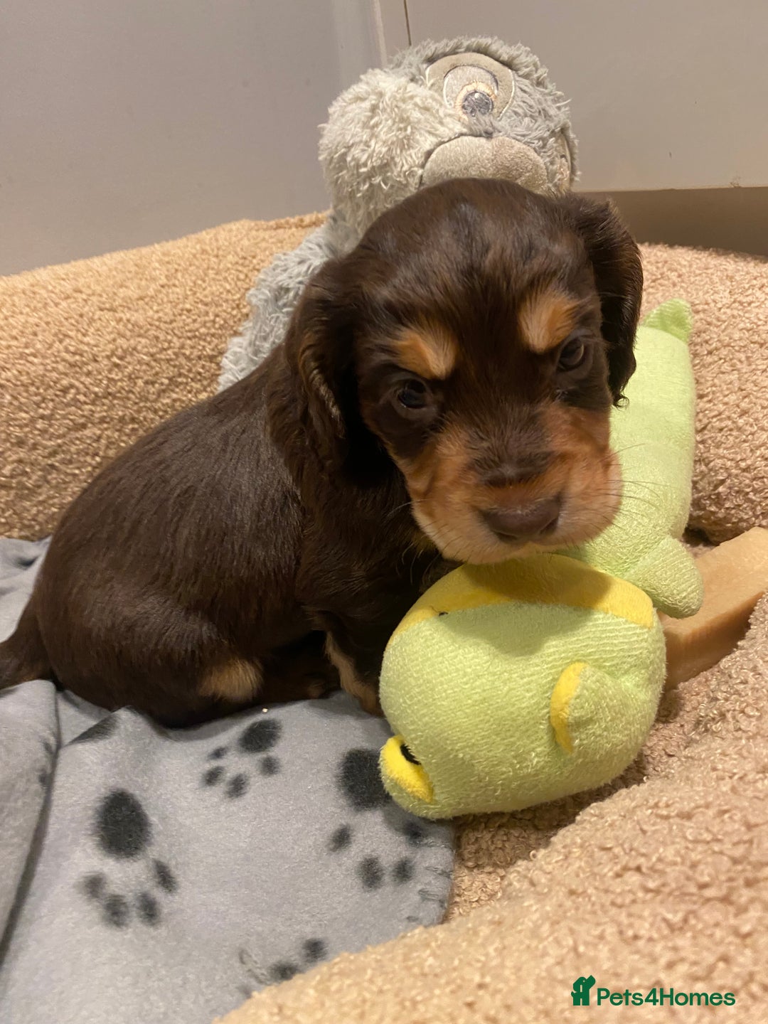 Cocker Spaniel dogs for sale: 2X cocker spaniel pups left  - Advert 10