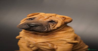 Shar Pei dogs - Advert 14