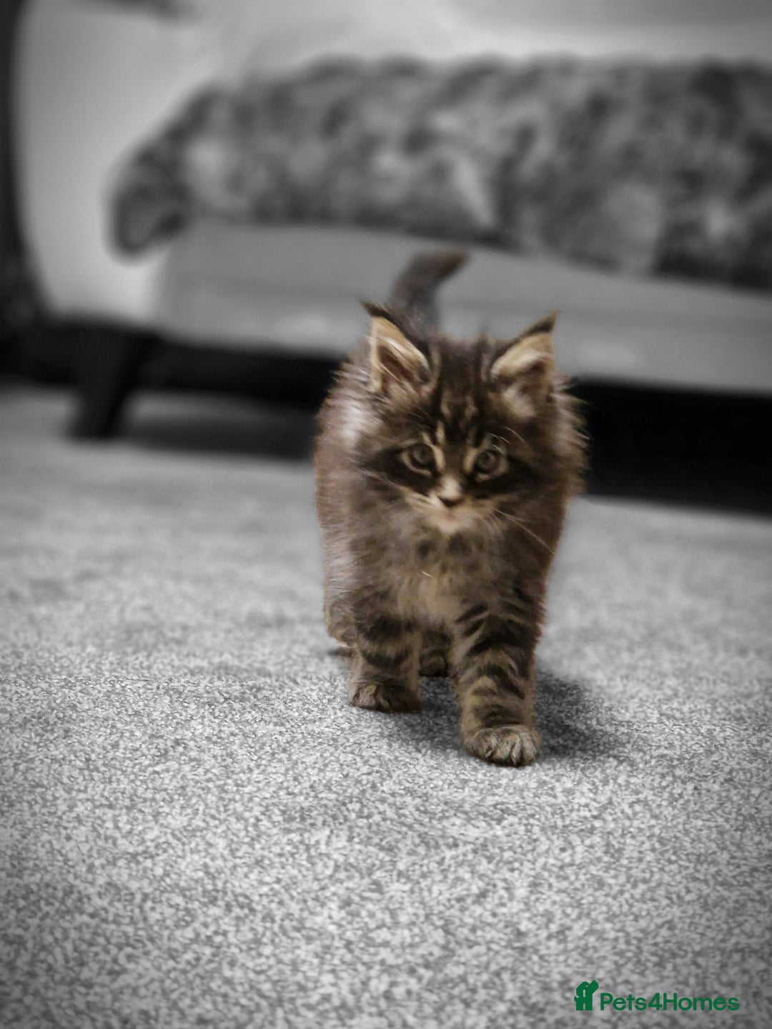 Maine Coon cats for sale: MAINE COON KITTENS - Advert 9