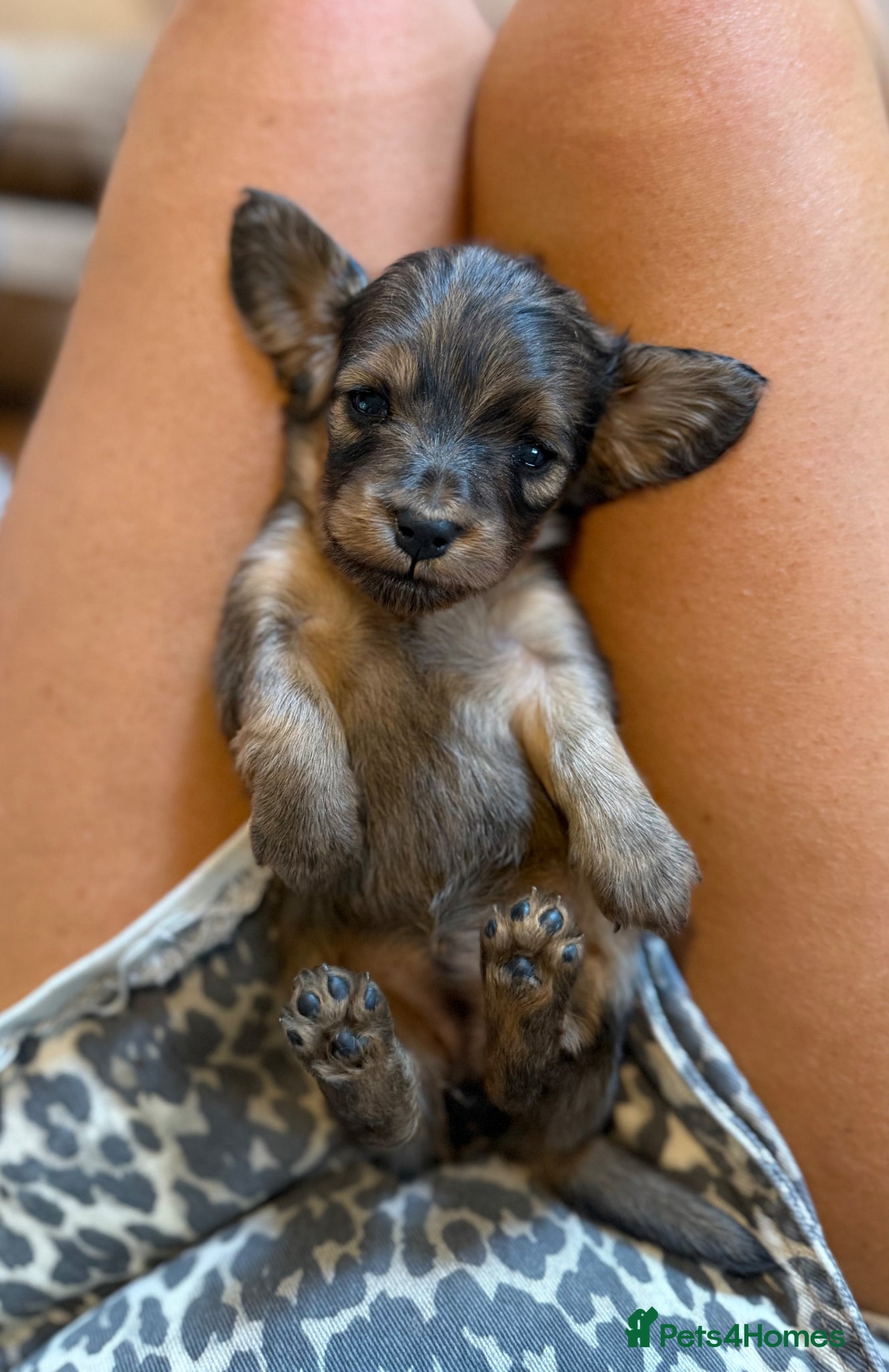 Miniature Dachshund dogs for sale: Miniature longhaired dachshunds  - Advert 19