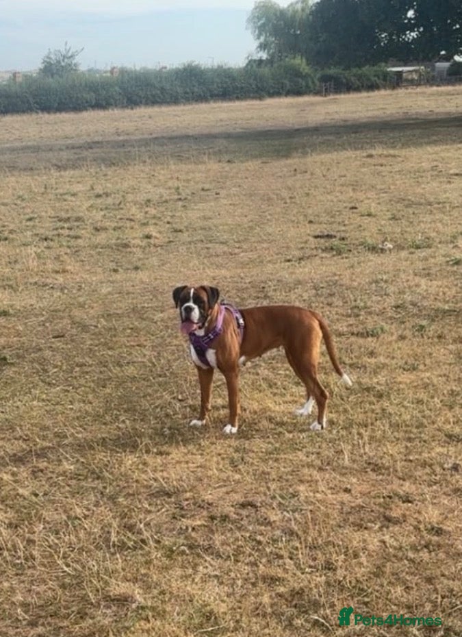 Boxer dogs for sale: Boxer girl looking for her forever home ❤️ - Advert 4