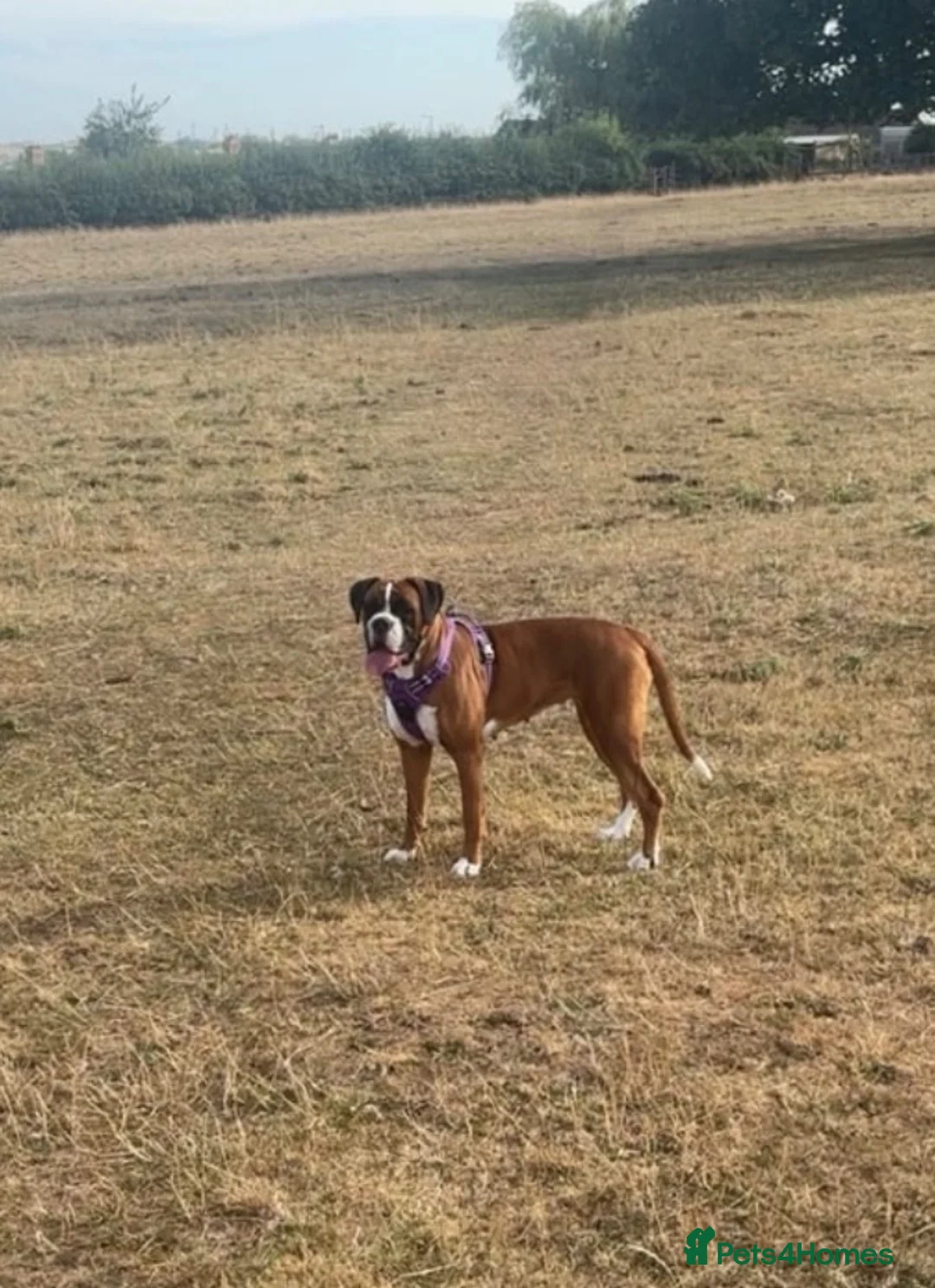 Boxer dogs for sale: Boxer girl looking for her forever home ❤️ - Advert 1