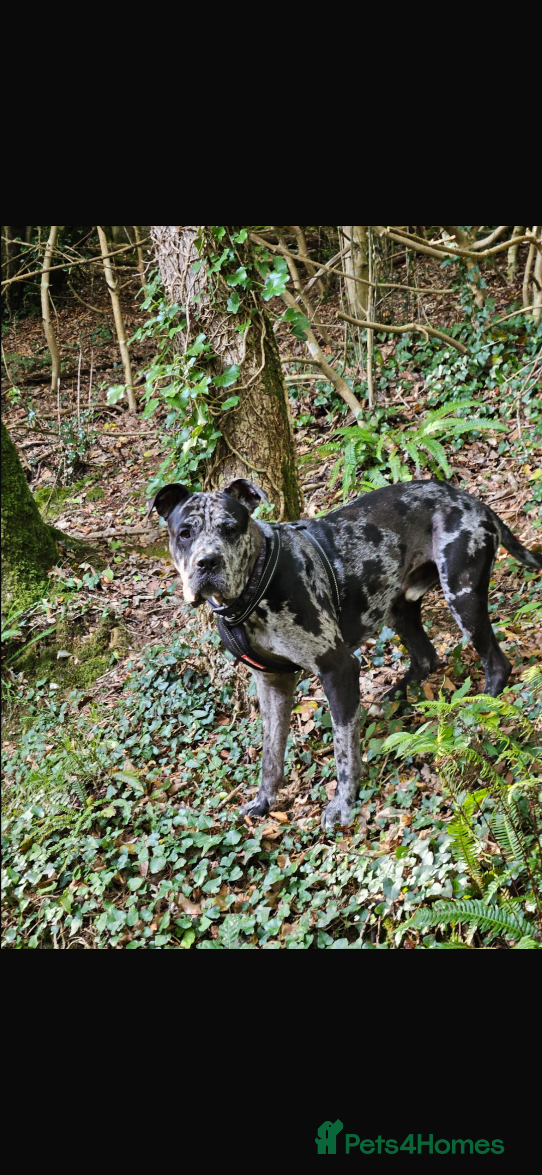 Cane Corso dogs for stud: Pablo the cane corso cross For stud  - Image 5