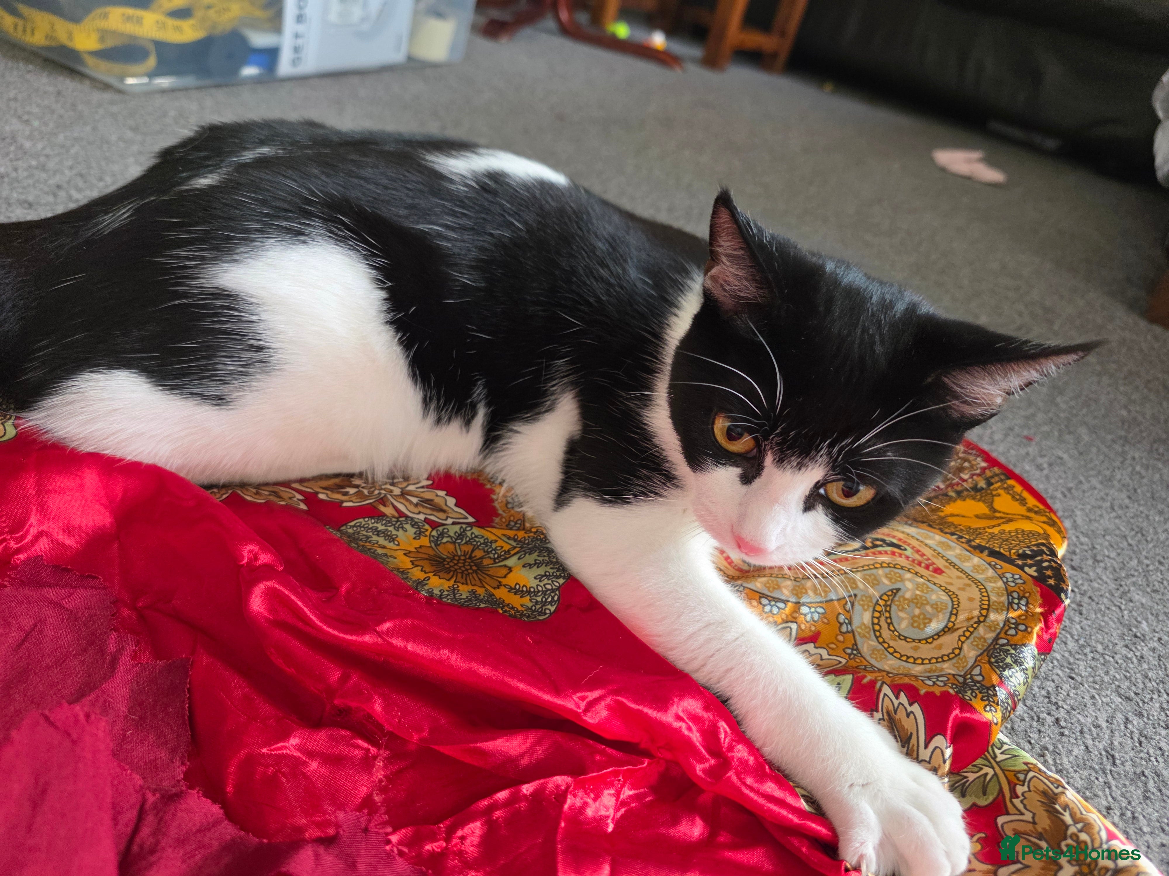 Mixed Breed cats Black and white cat for rehoming  - Advert 1