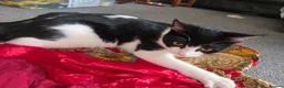 Mixed Breed cats for sale: Black and white cat for rehoming  in Grantham - Advert 1
