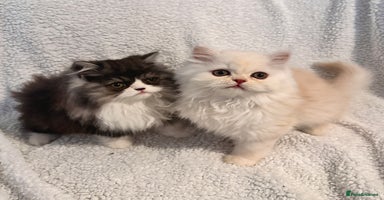 Persian cats Ready Now! Cuddly Persian Babies❤️ - Advert 4