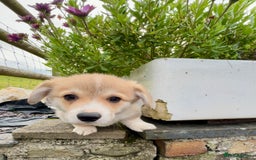 Welsh Corgi Pembroke dogs for sale: Stunning KC Registered Corgis - Image 15