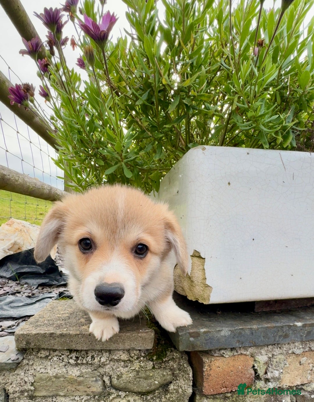 Welsh Corgi Pembroke dogs for sale: Stunning KC Registered Corgis - Image 15