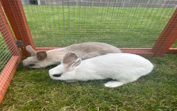 Mixed Breed rabbits for sale: 8 month old rabbits  - Image 2