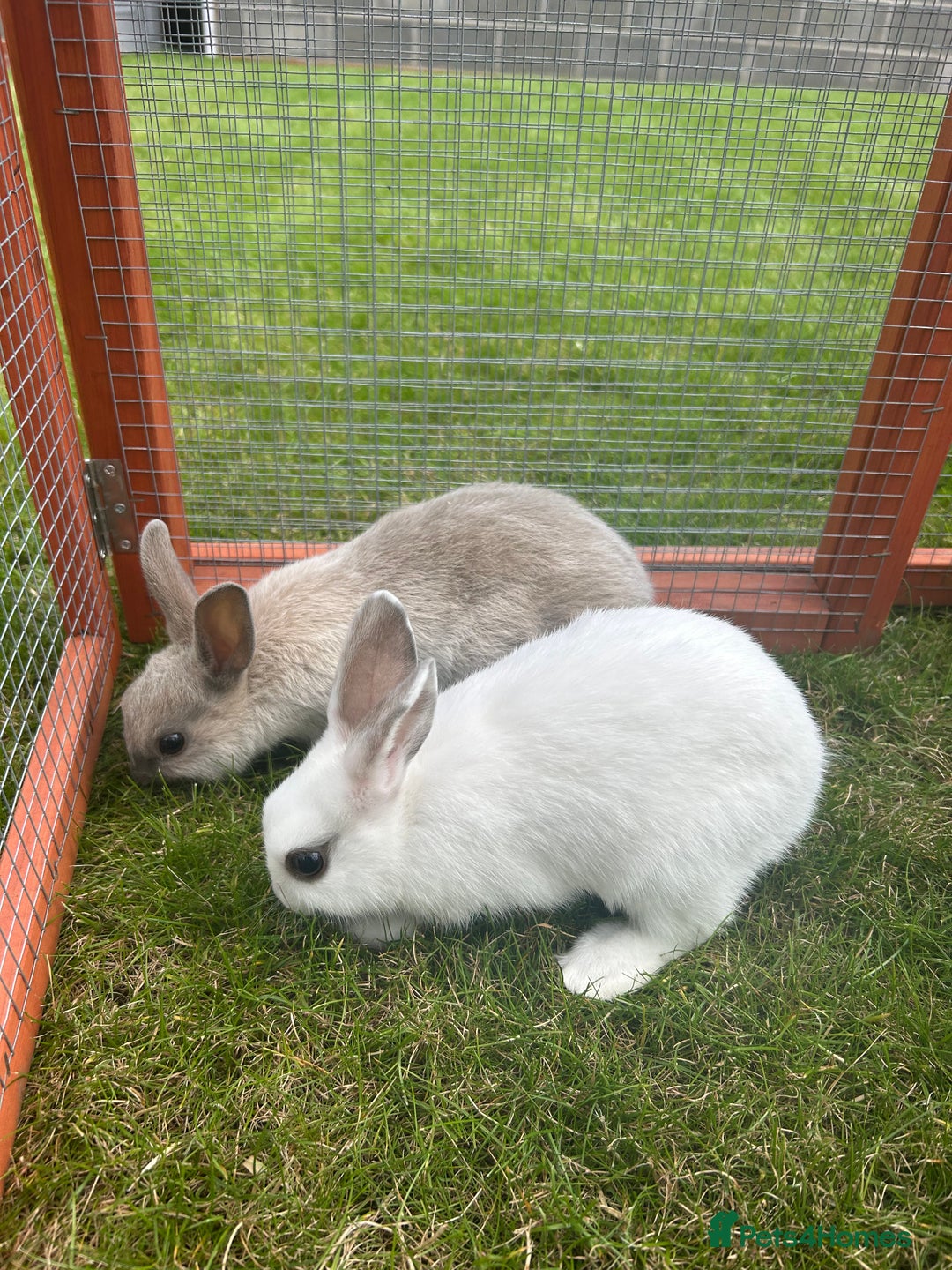 Mixed Breed rabbits for sale: 8 month old rabbits  - Image 2