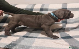 Cane Corso dogs for sale: Cane Corso - Image 12