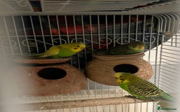 Budgerigars birds for sale: Budgerigars / Budgies - Image 2