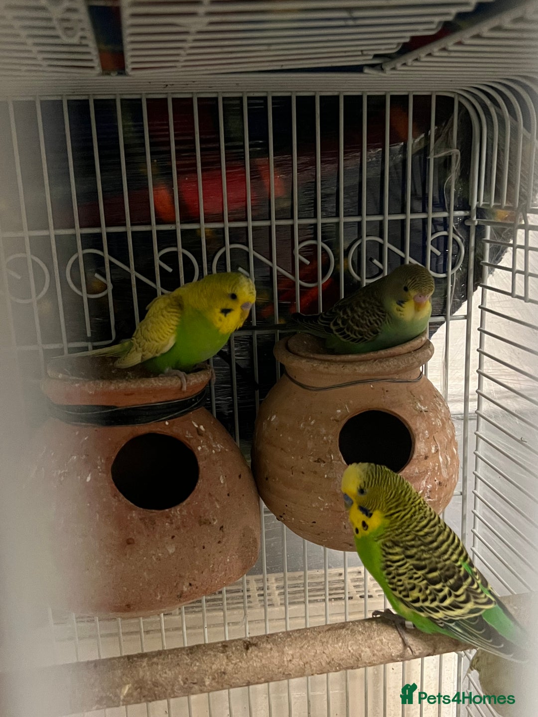 Budgerigars birds for sale: Budgerigars / Budgies - Image 2