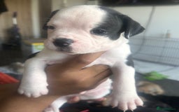 Mixed Breed dogs for sale: Pups for sale - Image 15