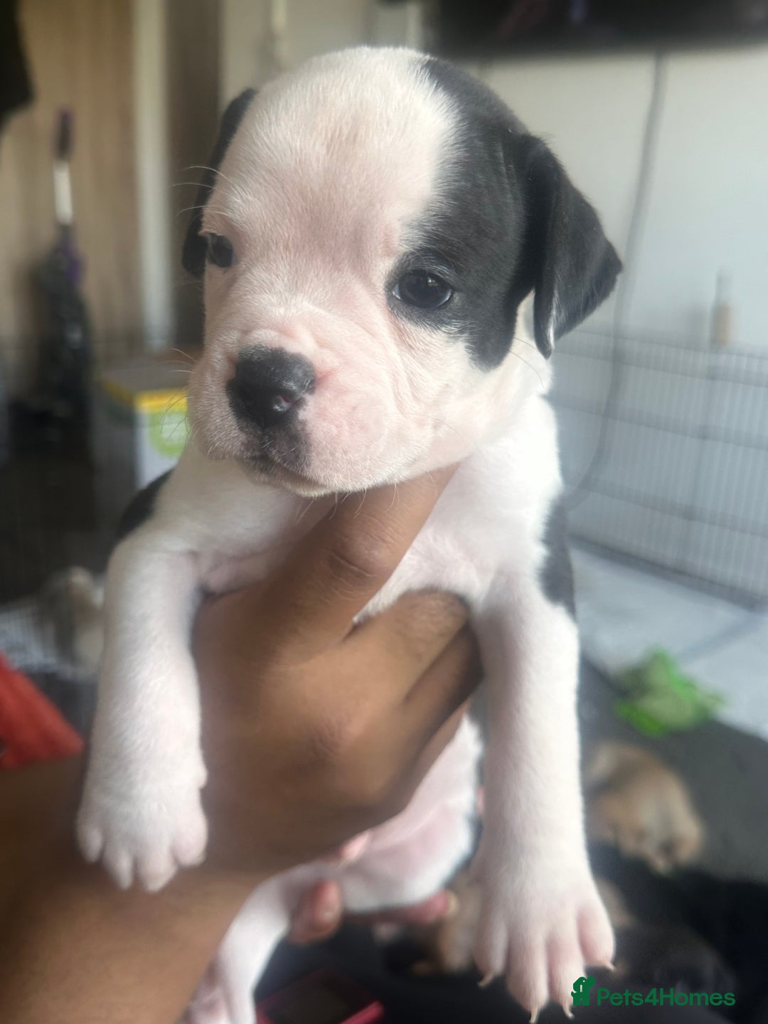 Mixed Breed dogs for sale: Pups for sale - Image 15
