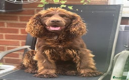 Cocker Spaniel dogs for stud: Kc reg Stunning Cocker spaniel  - Image 4