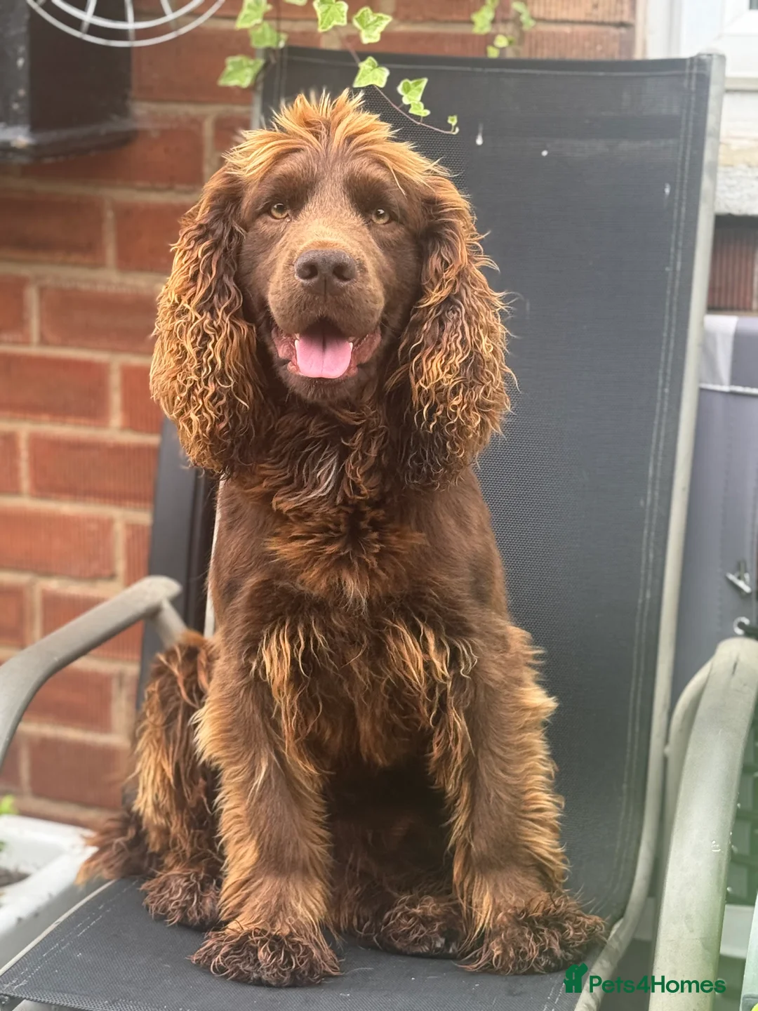 Cocker Spaniel dogs for stud: Kc reg Stunning Cocker spaniel  - Advert 7