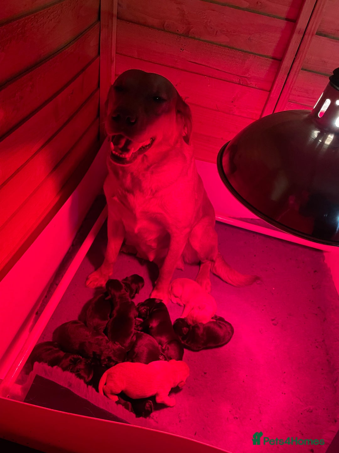 Labrador Retriever dogs for sale: Big Bold Lab Pups - Health Tested Parents  - Advert 3