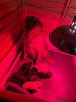 Labrador Retriever dogs Big Bold Lab Pups - Health Tested Parents - Advert 1