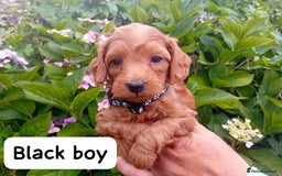 Goldendoodle dogs for sale: Stunning Miniature Goldendoodles - Image 5