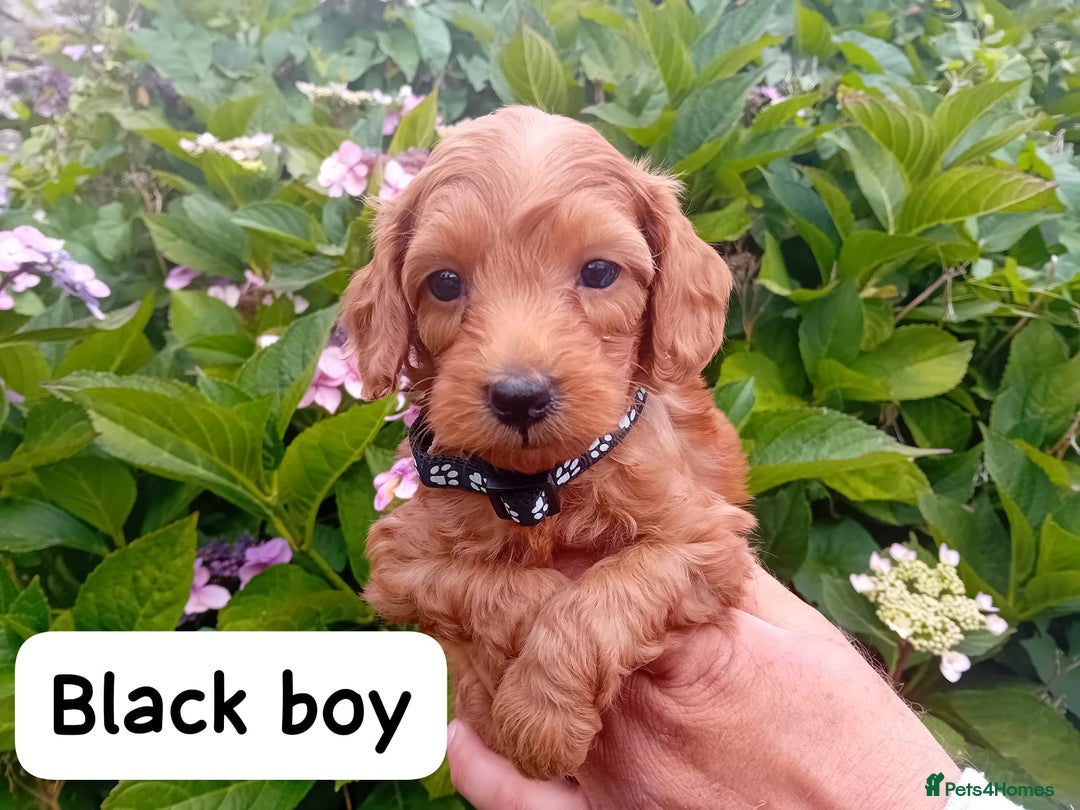 Goldendoodle dogs for sale: Stunning Miniature Goldendoodles - Image 5