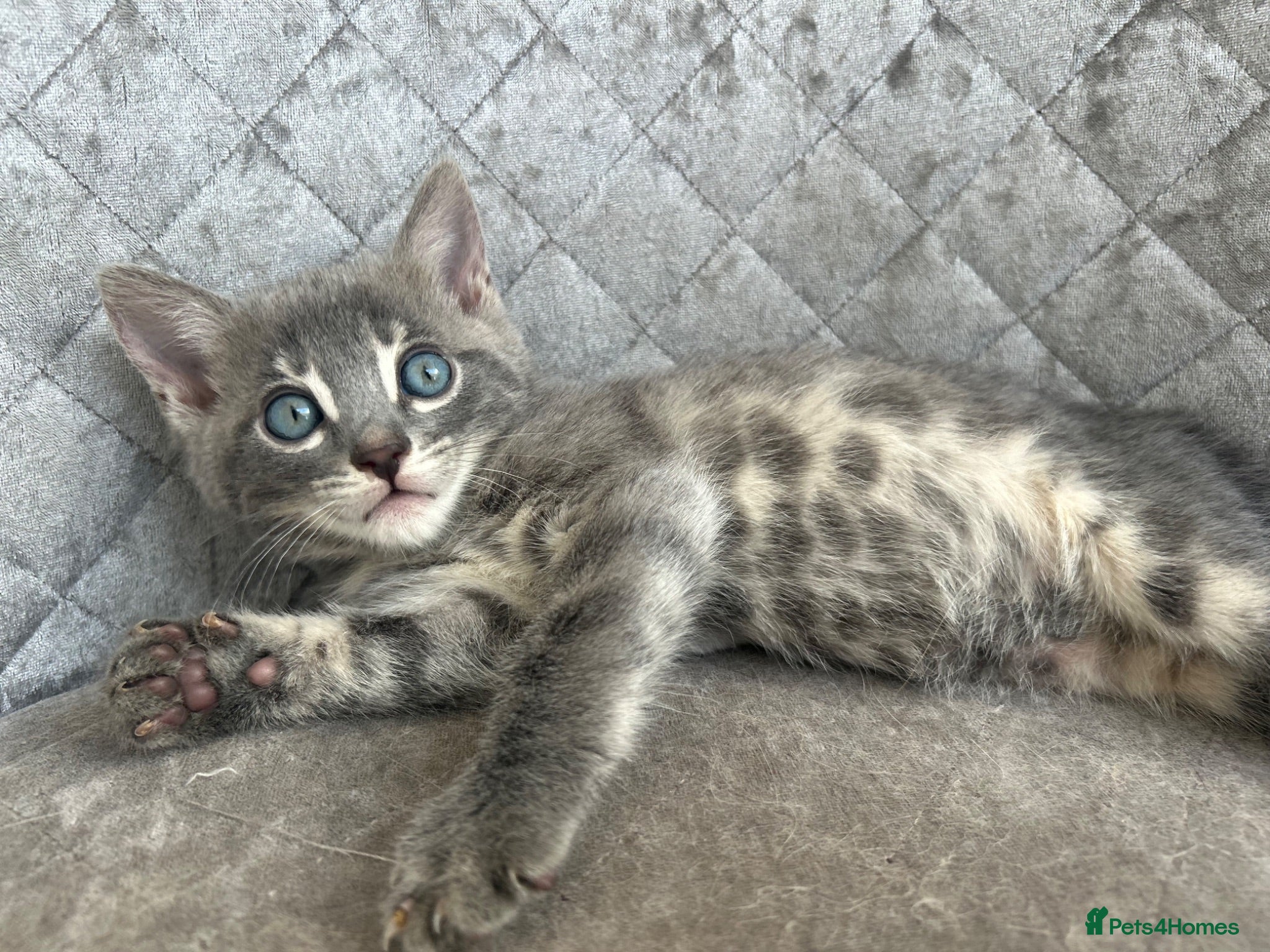 Bengal cats Female Blue & Black Smoke TICA Bengal kittens  - Advert 11