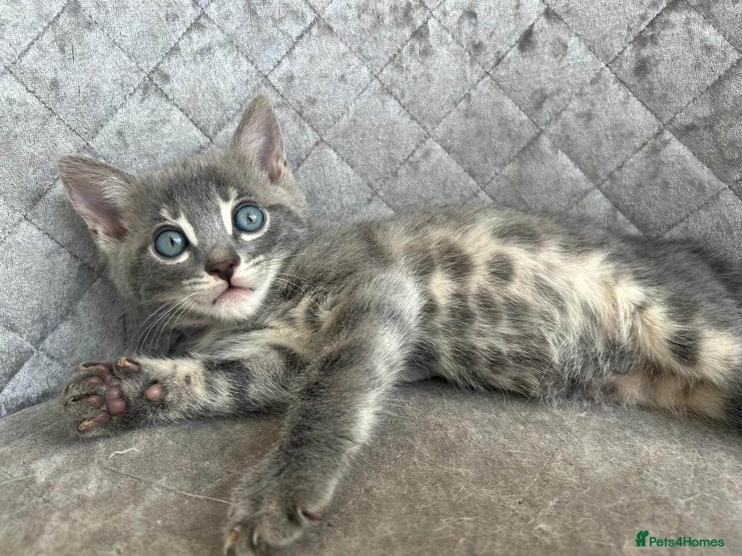 Bengal cats for sale: Female Blue & Black Smoke TICA Bengal kittens  - Advert 2