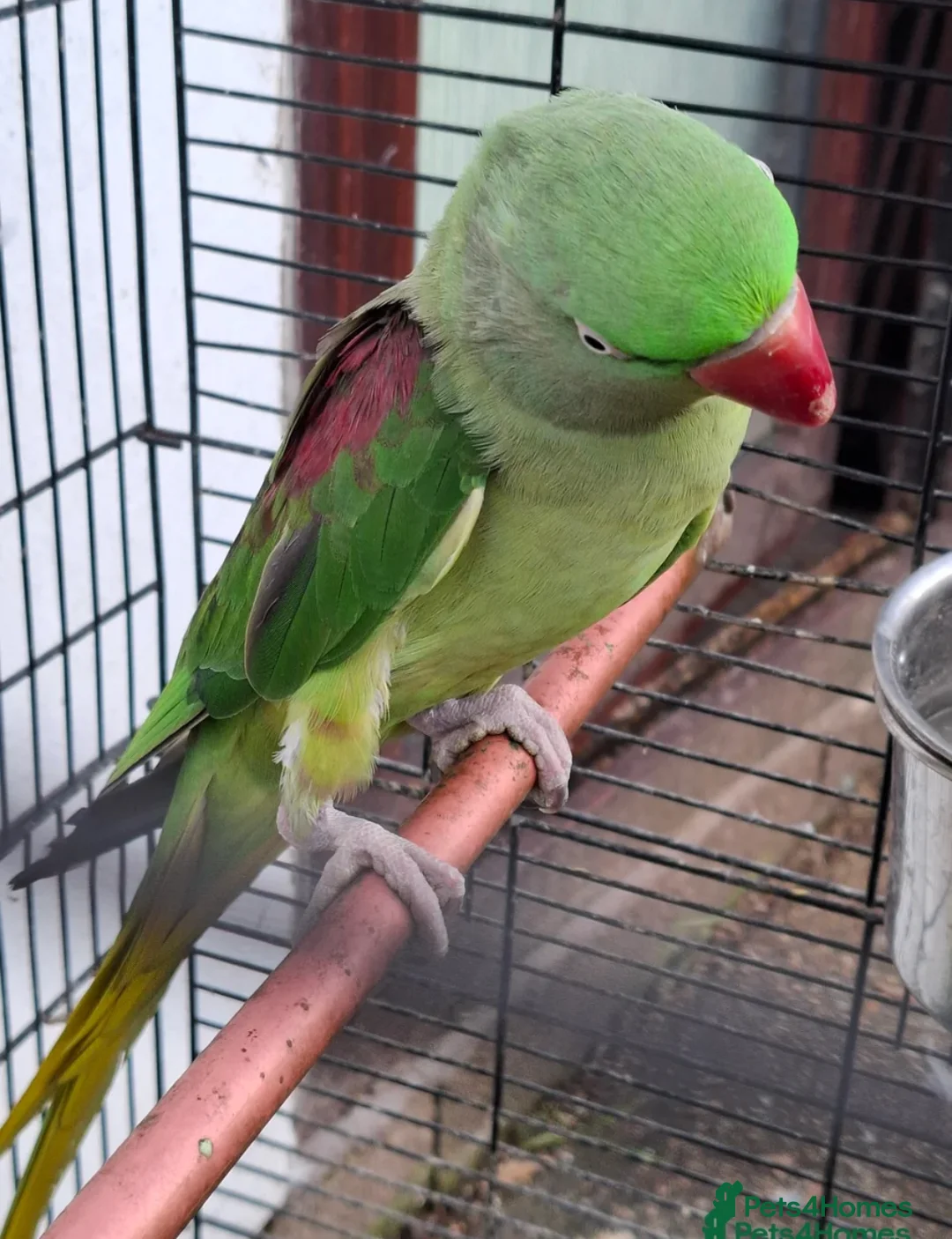 Parakeets birds for sale: Alexandra parrot  in Southampton - Advert 1