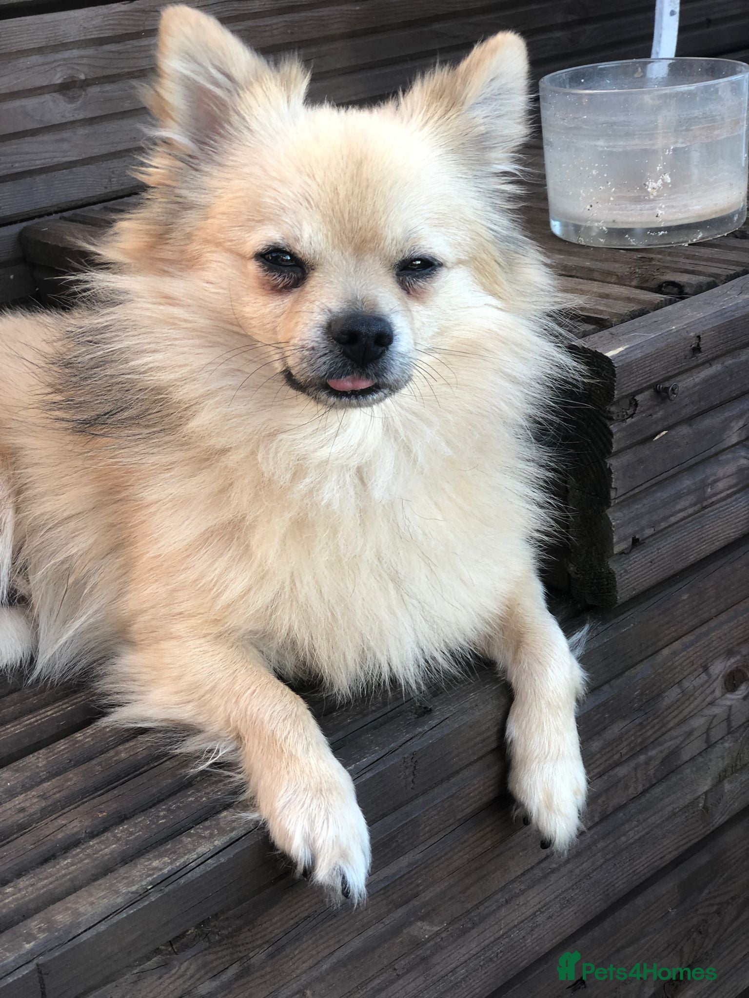 Pomchi dogs BUDDIE  - Advert 1