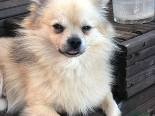 Pomchi dogs BUDDIE - Advert 1