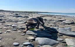 Staffordshire Bull Terrier dogs for sale: Beautiful blue staff - Image 6