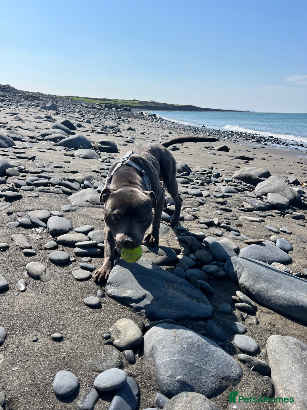 Staffordshire Bull Terrier dogs for sale: Beautiful blue staff - Image 6