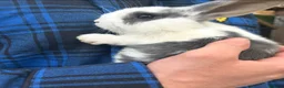 Mixed Breed rabbits for sale: bunnies  - Advert 3