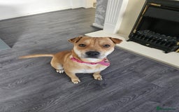 Mixed Breed dogs for sale: Beautiful shar pei cross looking for a new home - Advert 4