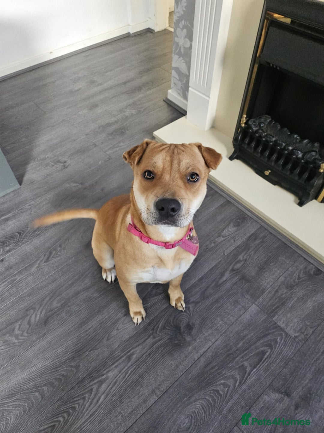 Mixed Breed dogs for sale: Beautiful shar pei cross looking for a new home - Advert 4