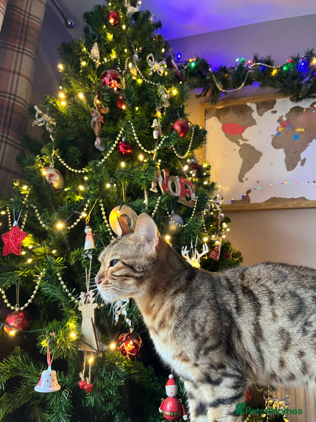 Bengal cats for sale: Bengal Female  - Advert 2