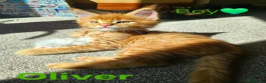 Oliver 