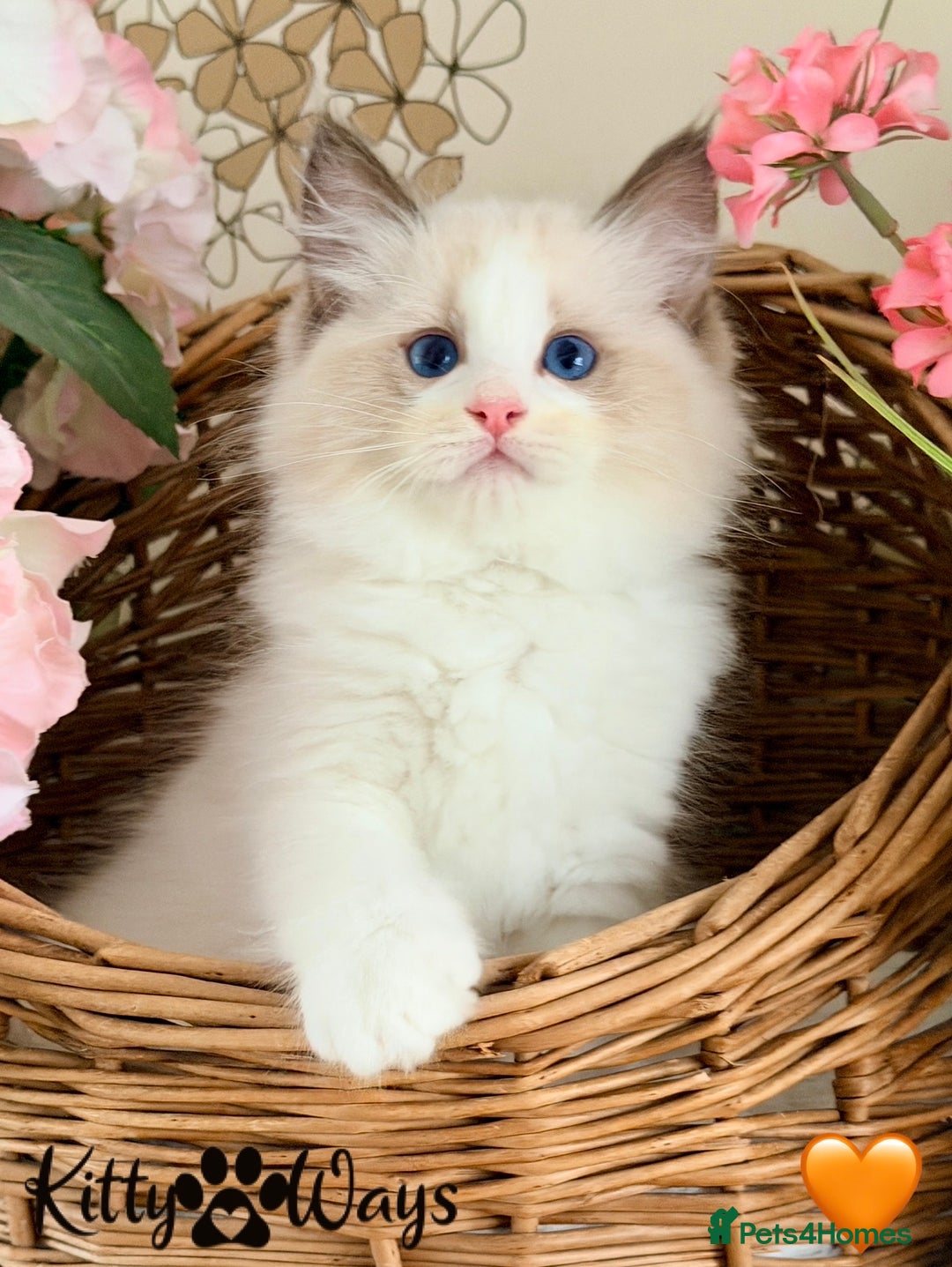 Ragdoll cats for sale: 🐾🩷*TICA REG* LYNX TABBY EU RAGDOLL KITTENS🩵🐾 - Image 12