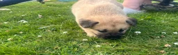 Mixed Breed dogs for sale: 7 beautiful Malkita x puppies with unique colours  - Advert 23