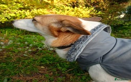 Mixed Breed dogs for adoption: 💖🐶 ALAYA 🐶💖 - Image 13