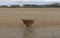 Labrador Retriever dogs for stud: Fox Red Labrador For Stud in Ashford - Image 7