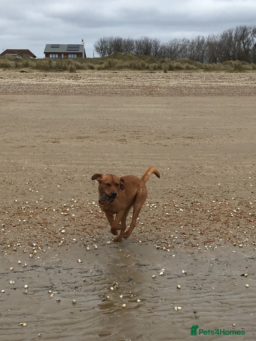 Labrador Retriever dogs for stud: Fox Red Labrador For Stud in Ashford - Advert 7