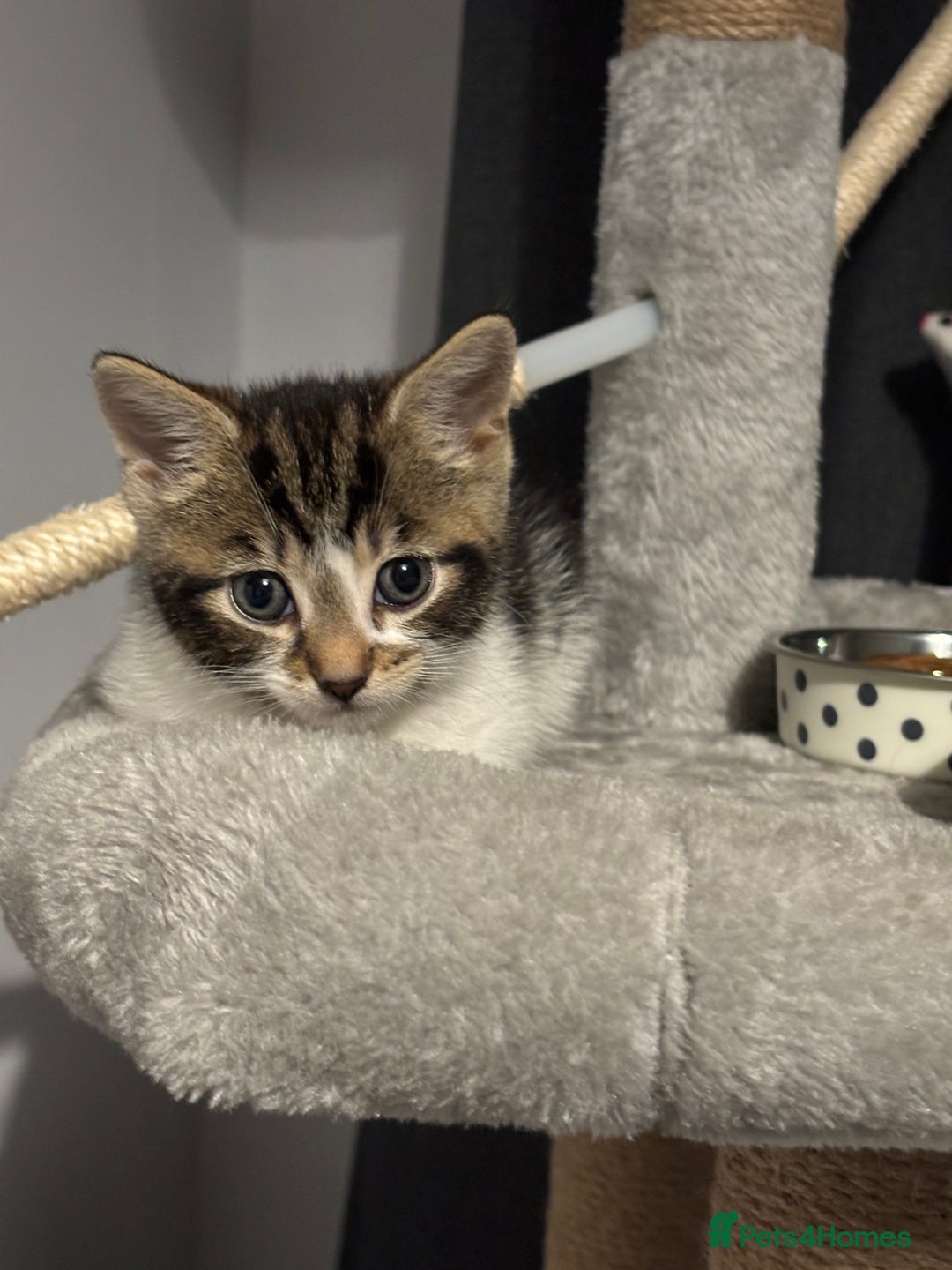 British Shorthair cats for sale: 8 week old kitten  - Image 4