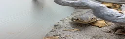 Bearded Dragon reptiles for sale: Tango bearded dragon - Advert 3