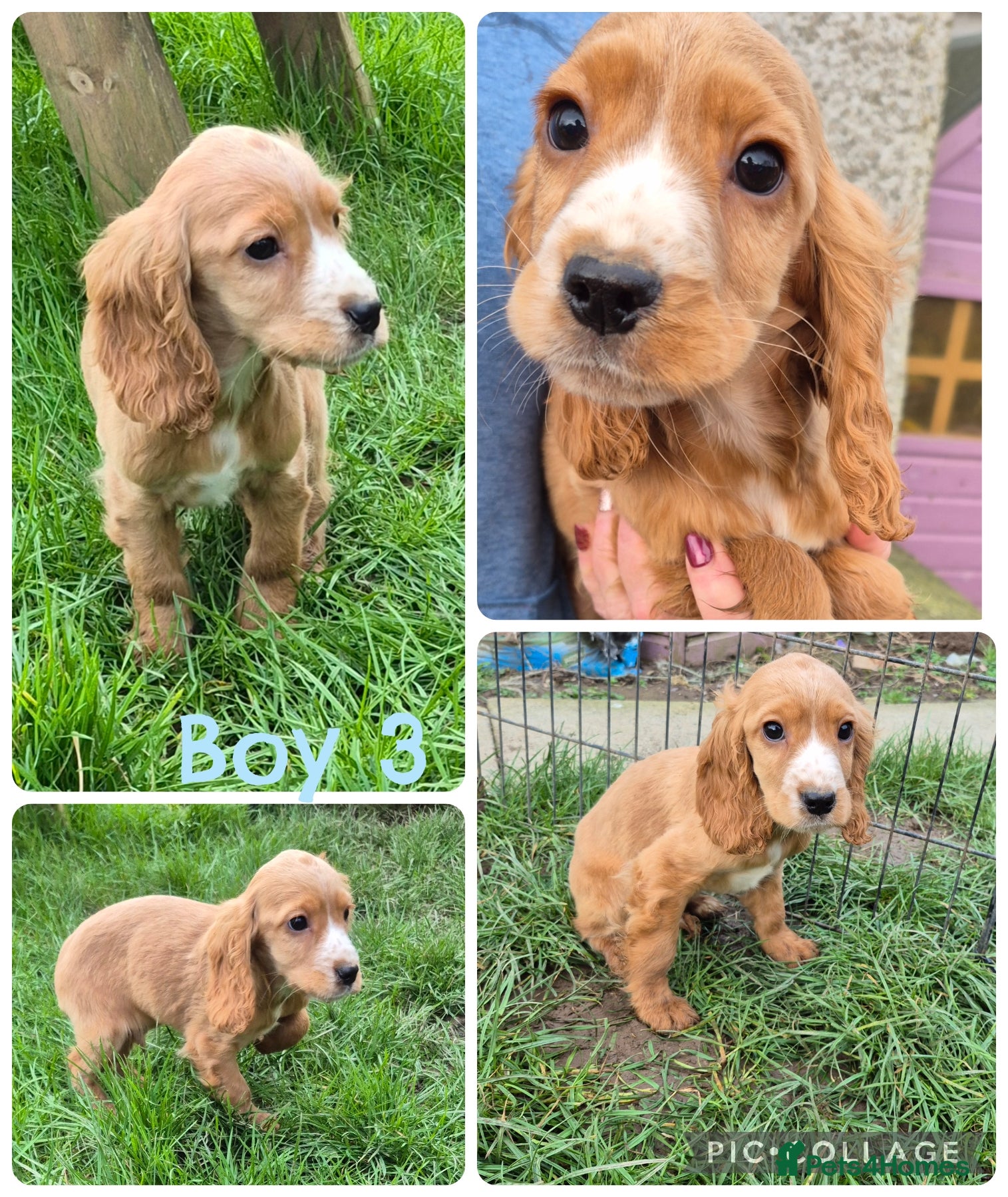 Cocker Spaniel dogs Red cocker spaniels - Advert 15