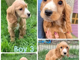 Cocker Spaniel dogs Red cocker spaniels - Advert 15