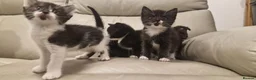 Mixed Breed cats for sale: Ready next week!  - Advert 12
