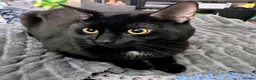 Mixed Breed cats for sale: Lovely 3 year old Male Black Cat in Newark - Advert 1